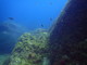 ../photos/2016_Hyeres_Gapeau/t_photo_20160514_143857_FGO_P5140222.JPG