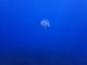 ../photos/2016_Hyeres_Gapeau/t_photo_20160515_120522_FGO_P5150300.JPG