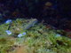 ../photos/2016_Hyeres_Gapeau/t_photo_20160515_120952_FGO_P5150303.JPG