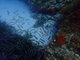 ../photos/2016_Hyeres_Gapeau/t_photo_20160515_121158_FGO_P5150308.JPG