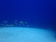 ../photos/2016_Hyeres_Gapeau/t_photo_20160515_121416_FGO_P5150310.JPG