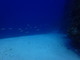 ../photos/2016_Hyeres_Gapeau/t_photo_20160515_121425_FGO_P5150311.JPG