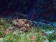../photos/2016_Hyeres_Gapeau/t_photo_20160515_121816_FGO_P5150315.JPG
