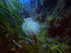 ../photos/2016_Hyeres_Gapeau/t_photo_20160515_122516_FGO_P5150332.JPG