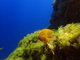 ../photos/2016_Hyeres_Gapeau/t_photo_20160515_123622_FGO_P5150348.JPG