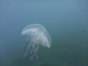 ../photos/2016_Hyeres_Gapeau/t_photo_20160516_015032_PGO_096.JPG