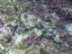 ../photos/2016_Hyeres_Gapeau/t_photo_20160516_020331_PGO_110.JPG