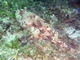 ../photos/2016_Hyeres_Gapeau/t_photo_20160516_020348_PGO_111.JPG